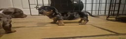 Miniature Dachshund dogs for sale: Silver dapple miniature dachshund puppy - Advert 4