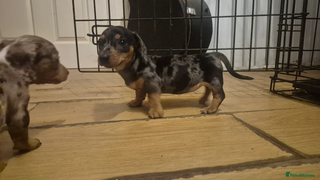 Miniature Dachshund dogs for sale: Silver dapple miniature dachshund puppy - Advert 4