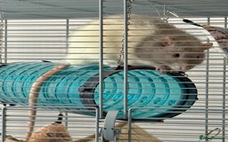 Rat rodents for sale: 4 Male Rats with cages  - Image 7