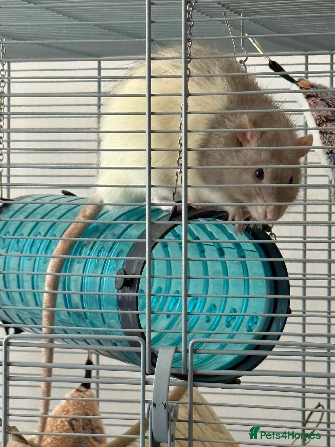 Rat rodents for sale: 4 Male Rats with cages  - Image 7