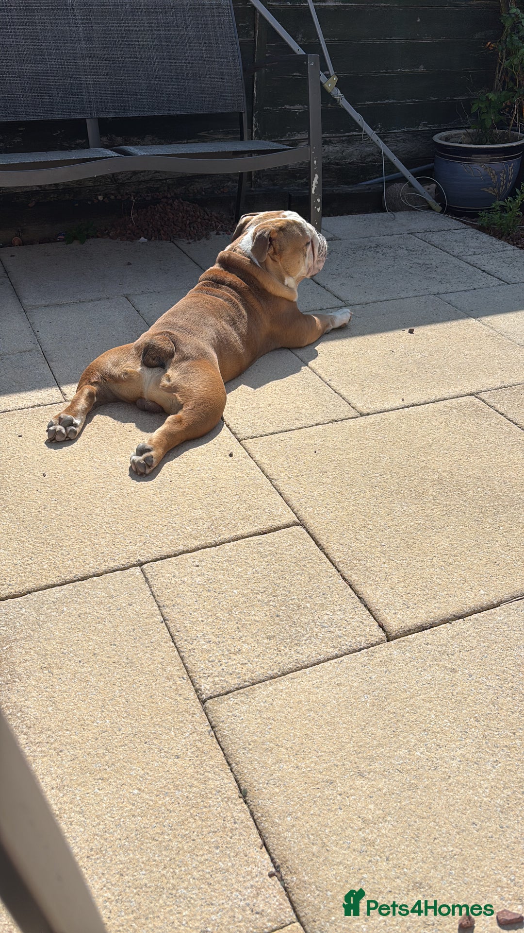 Mixed Breed dogs for sale: Very handsome bulldog - Image 6