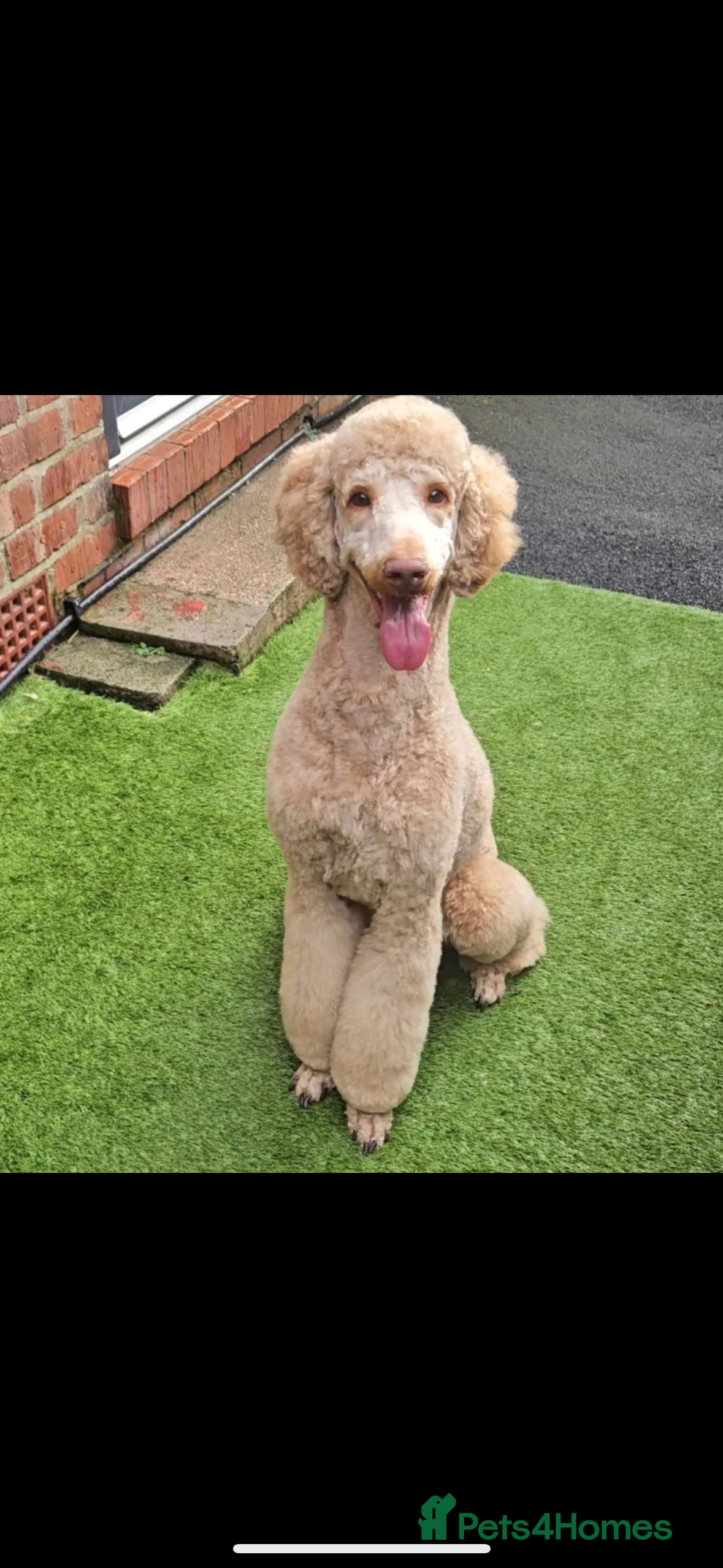 Standard Poodle dogs Standard Poodle for Stud in Manchester - Advert 1