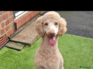 Standard Poodle dogs Standard Poodle for Stud in Manchester - Advert 1