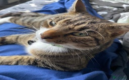 Domestic Shorthair cats for sale: Male cat - Image 4