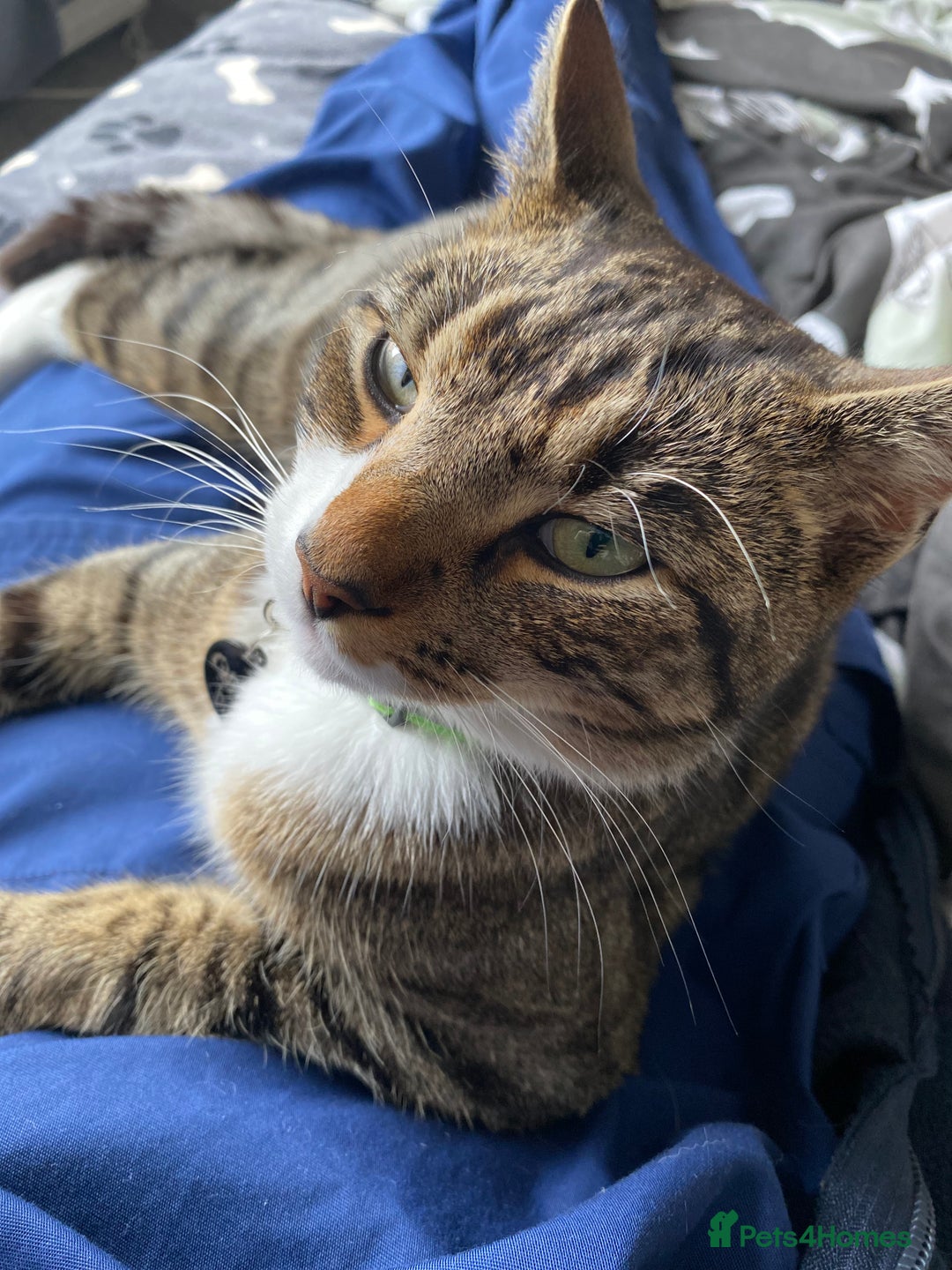 Domestic Shorthair cats for sale: Male cat - Image 4