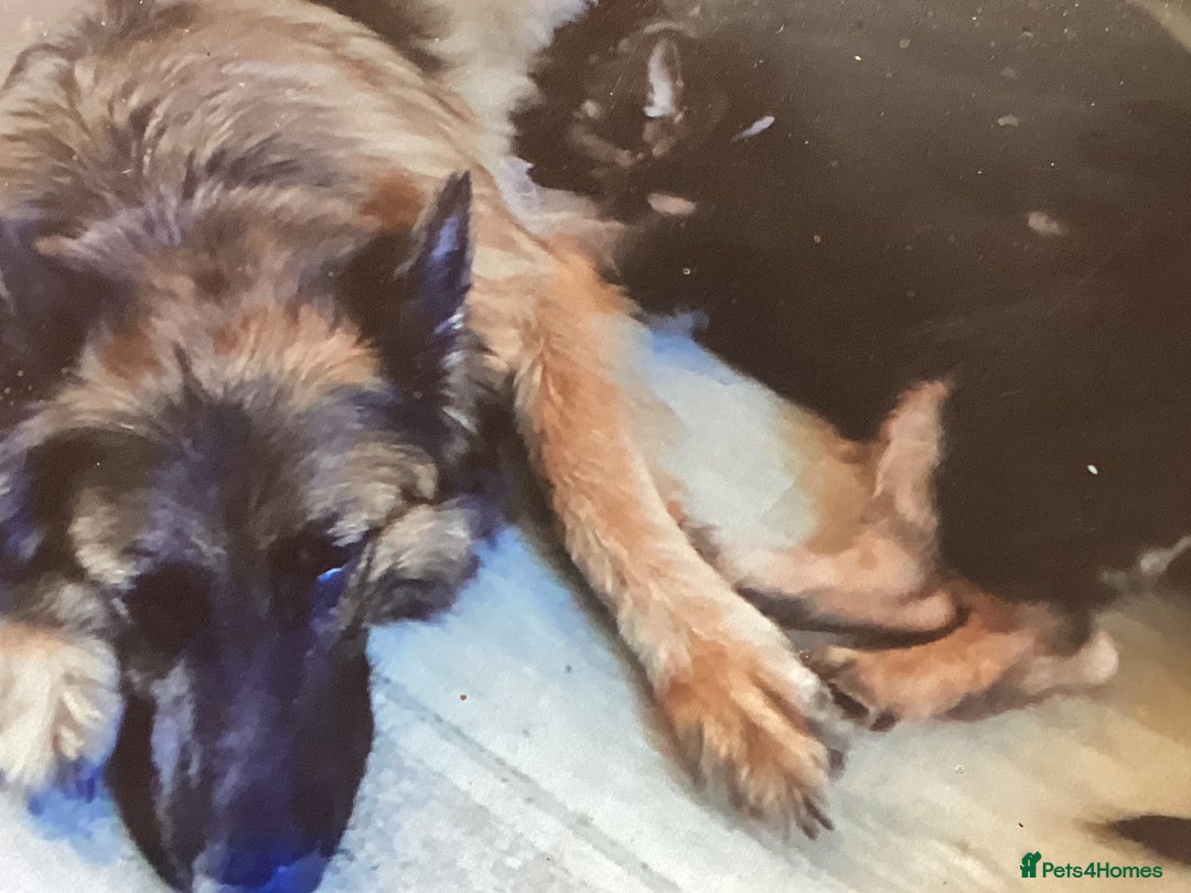 German Shepherd dogs for sale: 12 weeks German Shepard  - Image 16