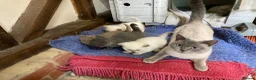 British Shorthair cats for sale: British Shorthair Kittens - Advert 7
