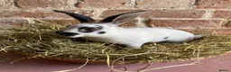 Rex rabbits for sale: Mini Rex Bucks  in Lincoln - Advert 4
