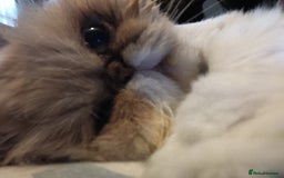 Persian cats for sale: Beautiful smokey red persian female cat  - Image 1