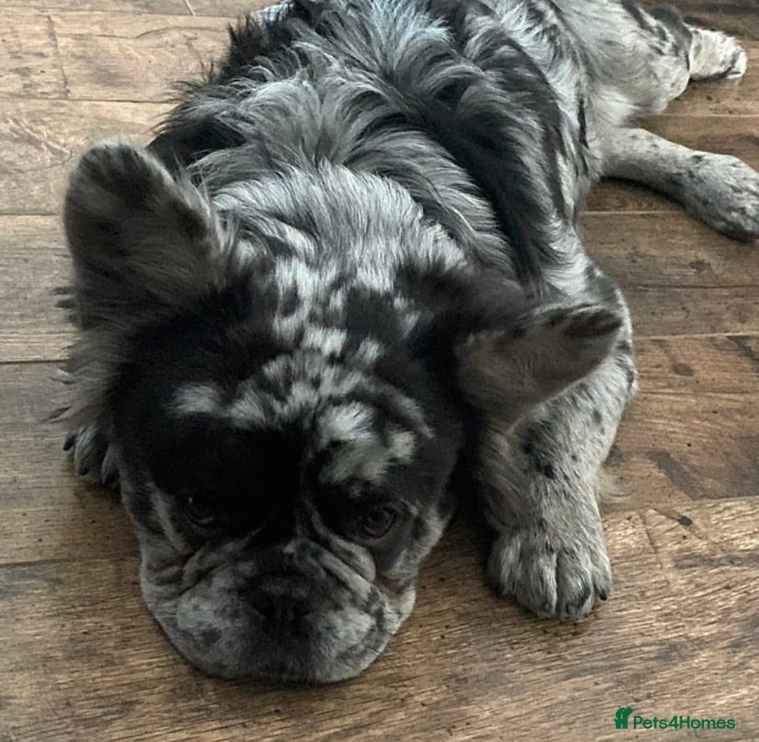 French Bulldog dogs for stud: STUD Full Fluffy Visual Merle £500 all in  in Liverpool - Advert 7
