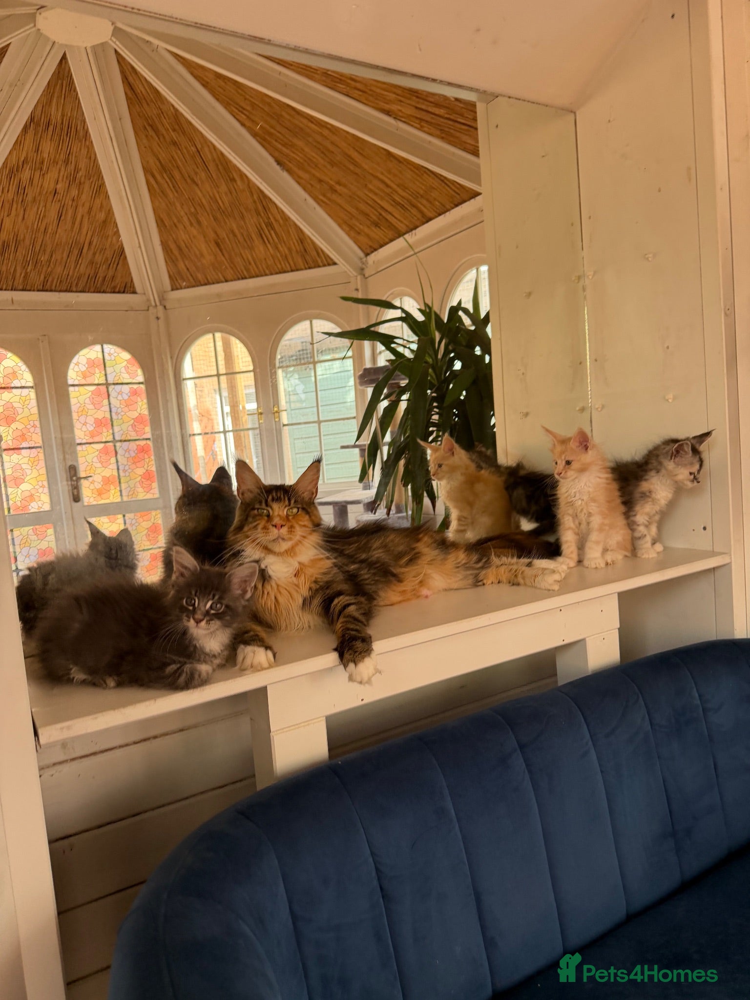 Maine Coon cats European Pure-Breed Maine Coon Kittens, Ready Now! - Advert 6