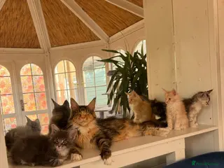 Maine Coon cats European Pure-Breed Maine Coon Kittens, Ready Now! - Advert 6