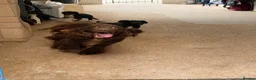 Sprocker dogs for sale: Sprocker pups available  - Advert 3