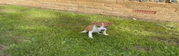 Italian Greyhound dogs for sale: Royal kennel club registered  - Advert 25