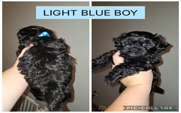 Shorkie dogs for sale: Shorkie puppies  - Image 4