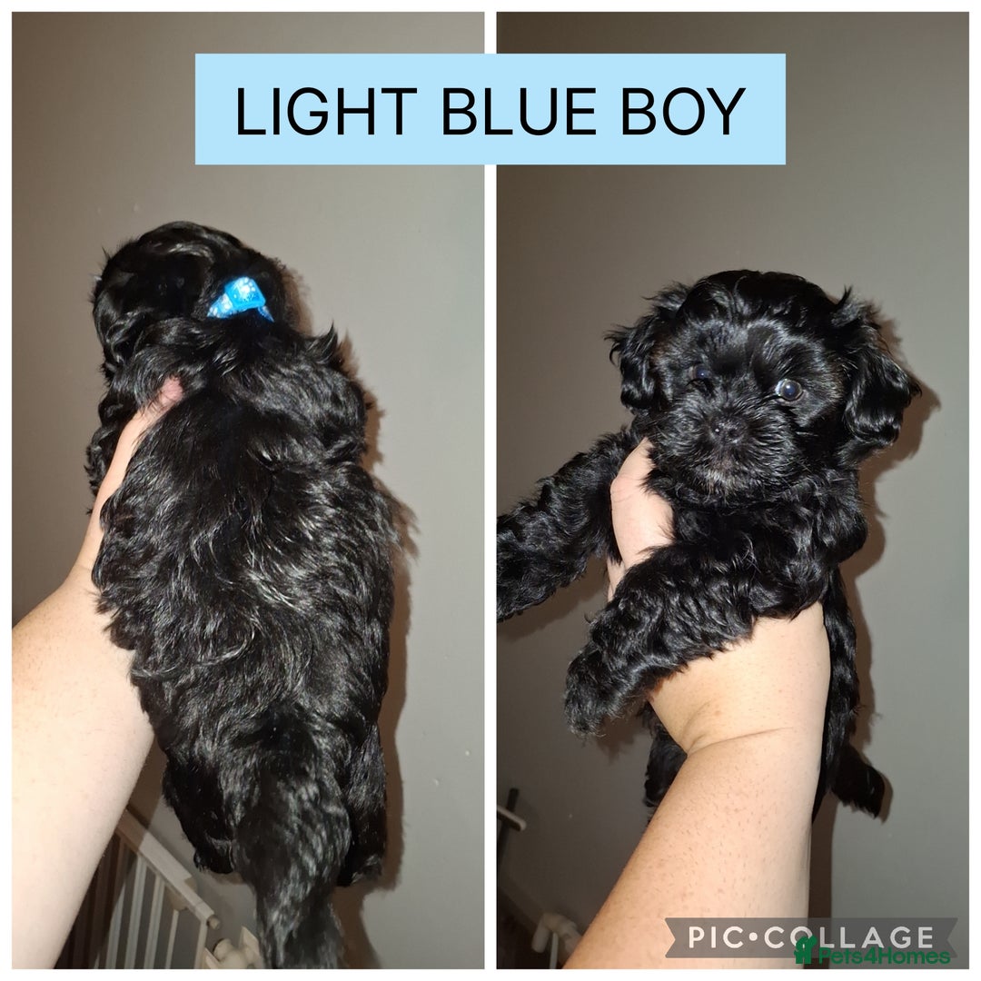 Shorkie dogs for sale: Shorkie puppies  - Image 4