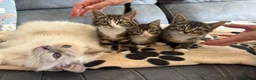 Mixed Breed cats for adoption: ❤️MARIO, LUIGI, PRINCESS PEACH & 💙DRIBBLE  - Advert 11