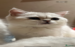 Scottish Fold cats for sale: Scottish Kittens – Fold & Straight – Ready Now - Image 26