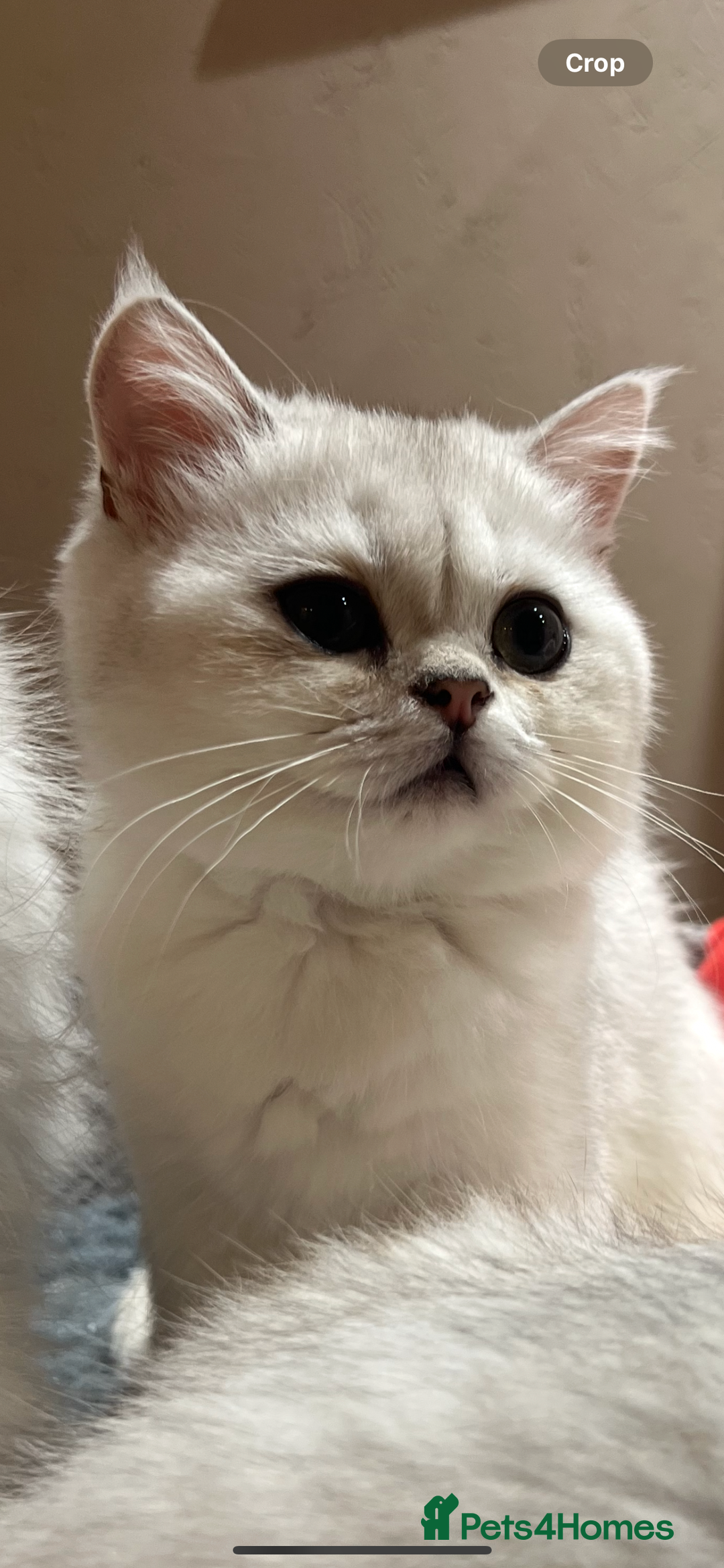 Scottish Fold cats for sale: Scottish Kittens – Fold & Straight – Ready Now - Image 26