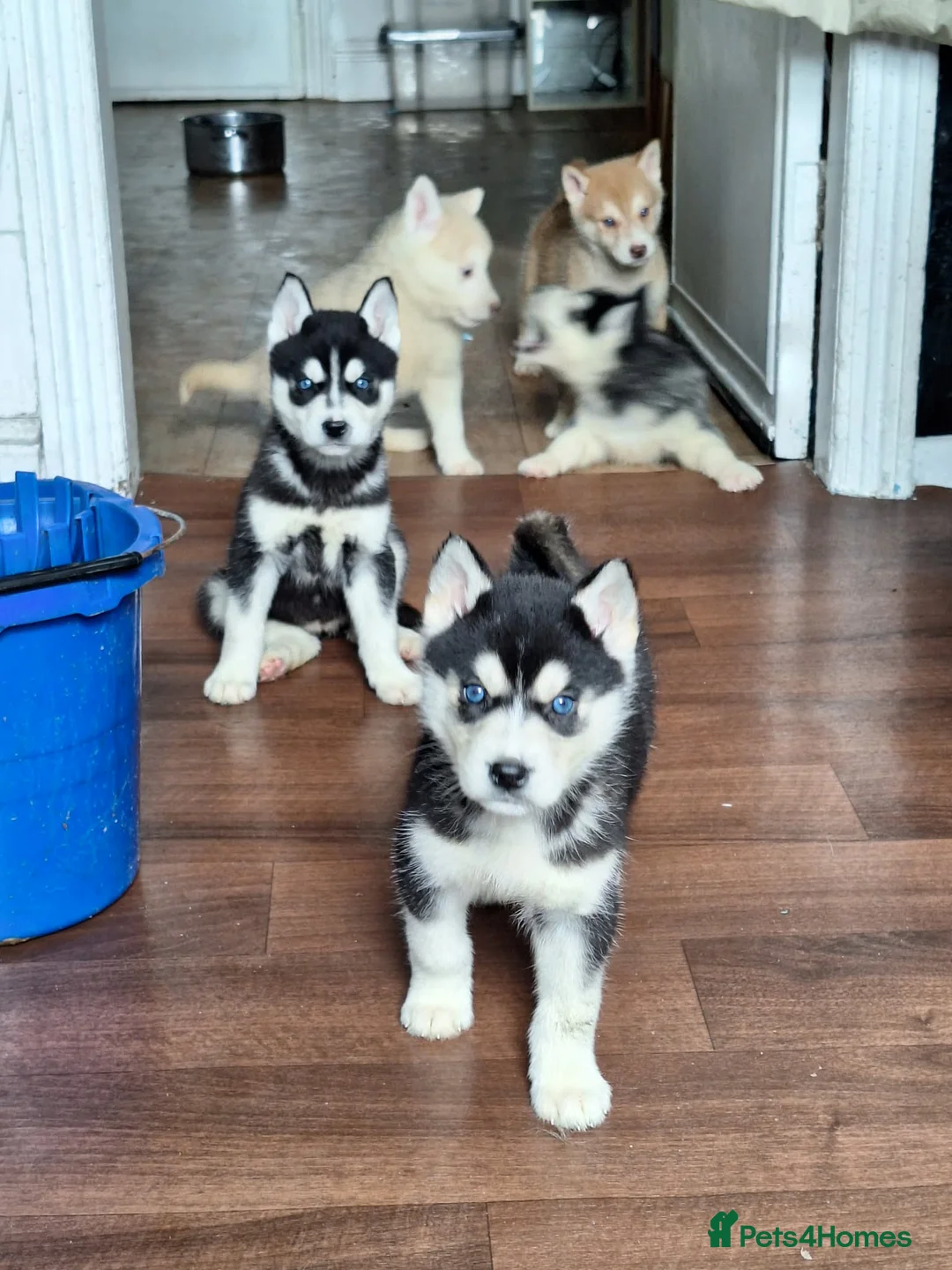Siberian Husky dogs for sale: 7 husky pups - Advert 1