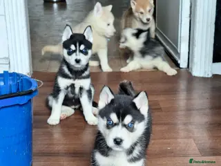 Siberian Husky dogs 7 husky pups - Advert 2