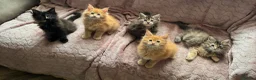 Maine Coon cats for sale: Tica registered Maine coon kittens - Advert 7
