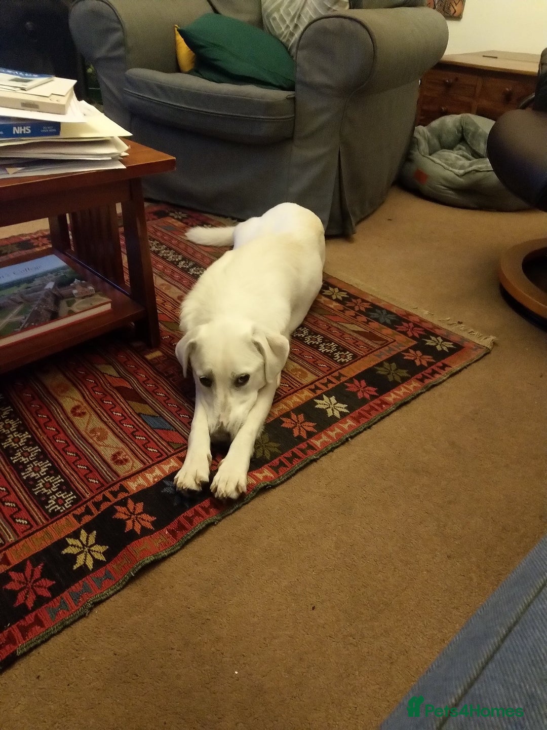 Mixed Breed dogs for sale: Young female Labrador cross for adoption  - Image 19