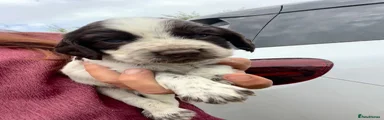Cocker Spaniel 1