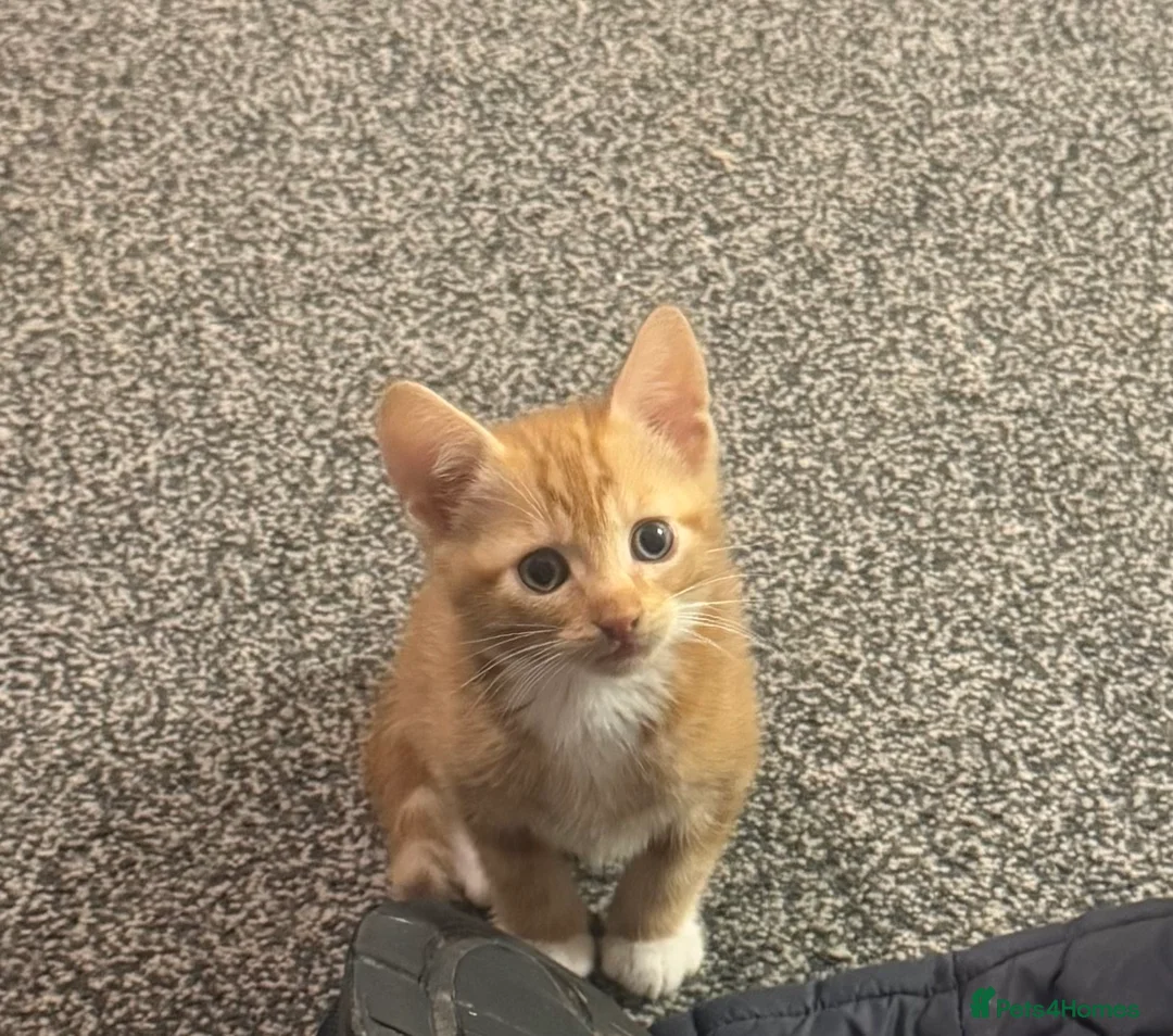 Domestic Shorthair cats for sale: Last little ginger boy  - Advert 2