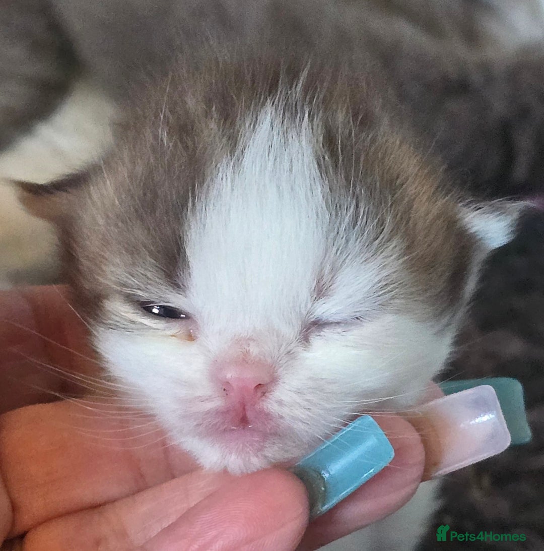 British Shorthair cats for sale: TICA registered BSH and BLH kittens - Advert 17