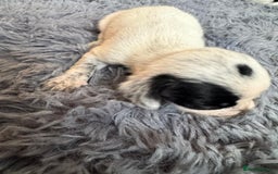 Mixed Breed dogs for sale: 6 gorgeous cocker jacks available  - Image 8