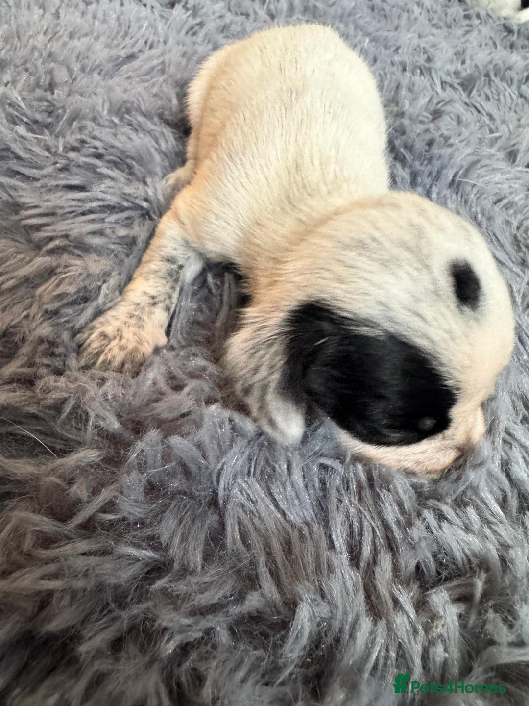 Mixed Breed dogs for sale: 6 gorgeous cocker jacks available  - Image 8