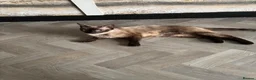 Mixed Breed cats for sale: Brother and sister kitten for sale  in Portsmouth - Advert 2