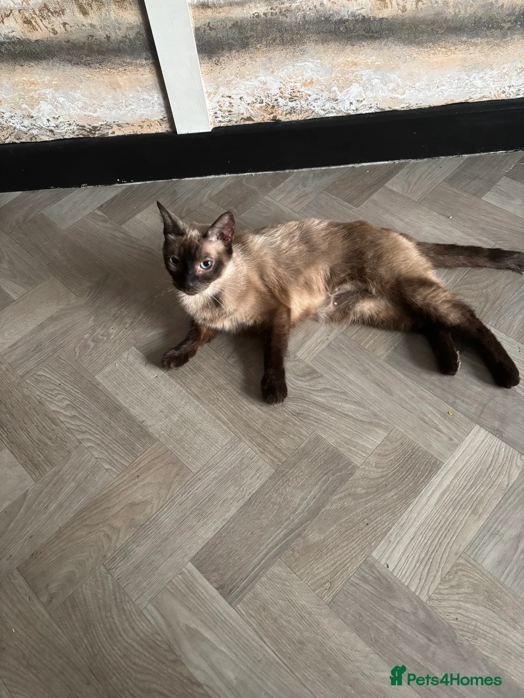 Mixed Breed cats for sale: Brother and sister kitten for sale  in Portsmouth - Advert 2