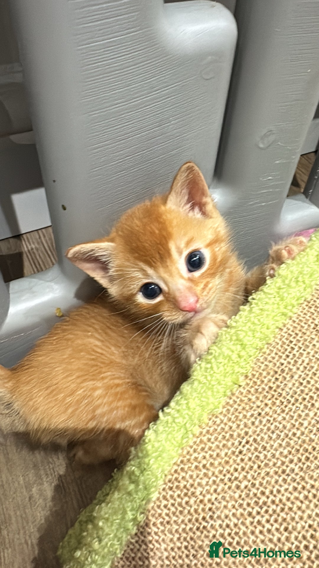 Mixed Breed cats for sale: Last 3 Adorable Ginger Males 🧡 - Advert 9