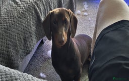 Dachshund dogs for sale: Two Dachshund Brothers - Image 4