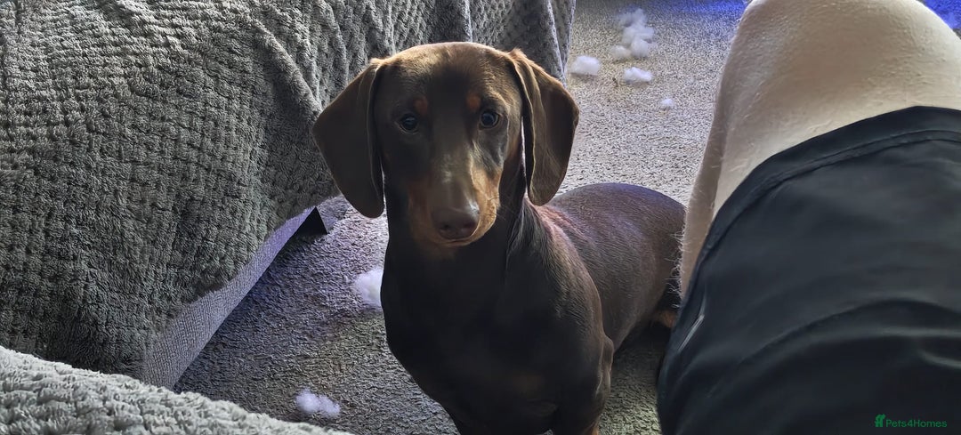 Dachshund dogs for sale: Two Dachshund Brothers - Image 4