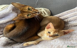 Abyssinian cats for sale: Fawn Abyssinian Kitten 🌟 in Hove - Image 2