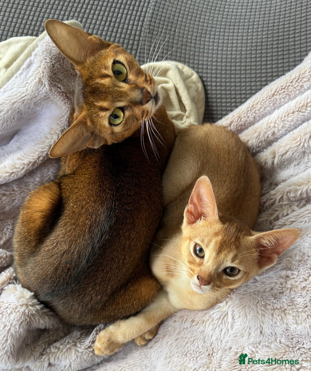 Abyssinian cats for sale: Fawn Abyssinian Kitten 🌟 in Hove - Image 2