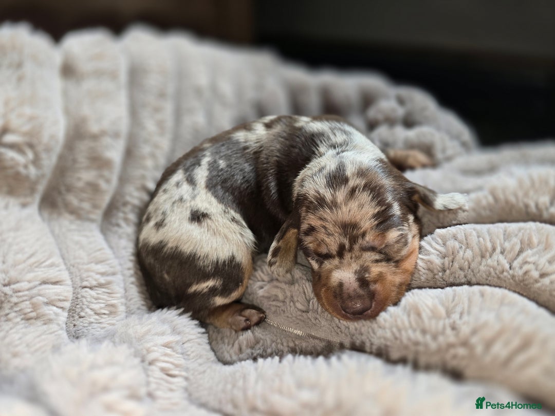 Miniature Dachshund dogs for sale: Dapple miniature dachshund - Image 2