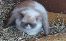 Mini Lop rabbits for sale: Mini lop for sale - Image 5