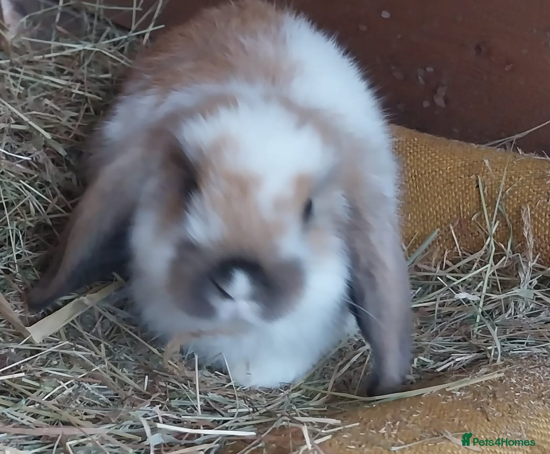 Mini Lop rabbits for sale: Mini lop for sale - Image 5