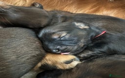 Dachshund dogs for sale: 5 beautiful long-haired Dachshunds pupps - Image 20