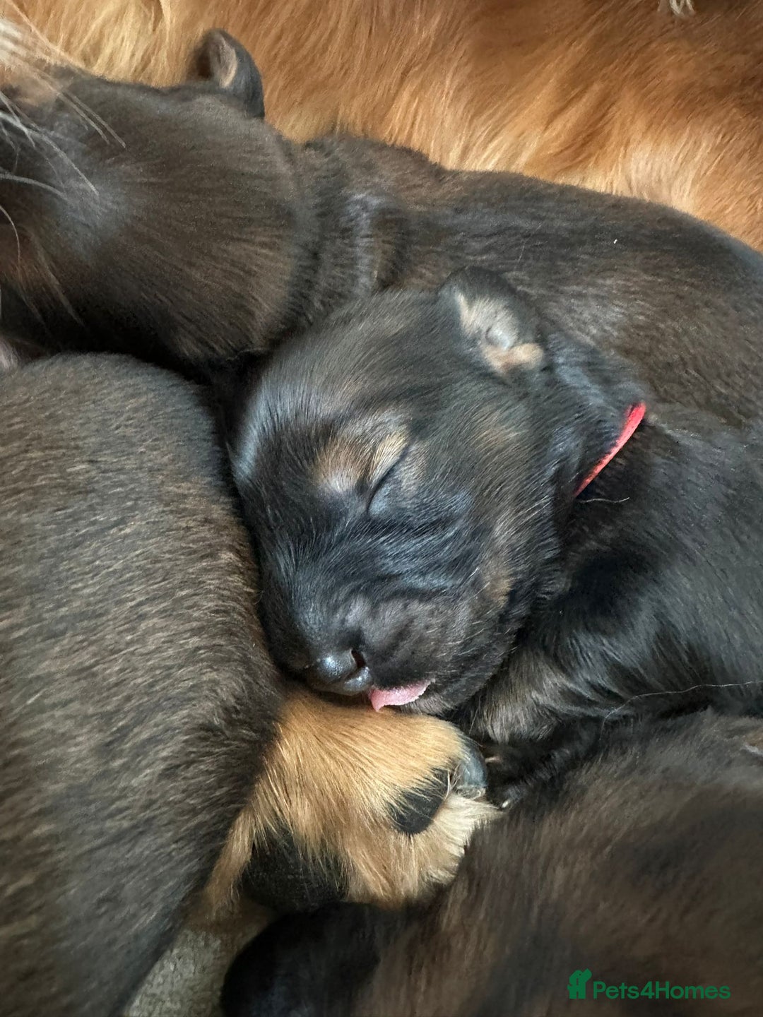 Dachshund dogs for sale: 5 beautiful long-haired Dachshunds pupps - Image 20