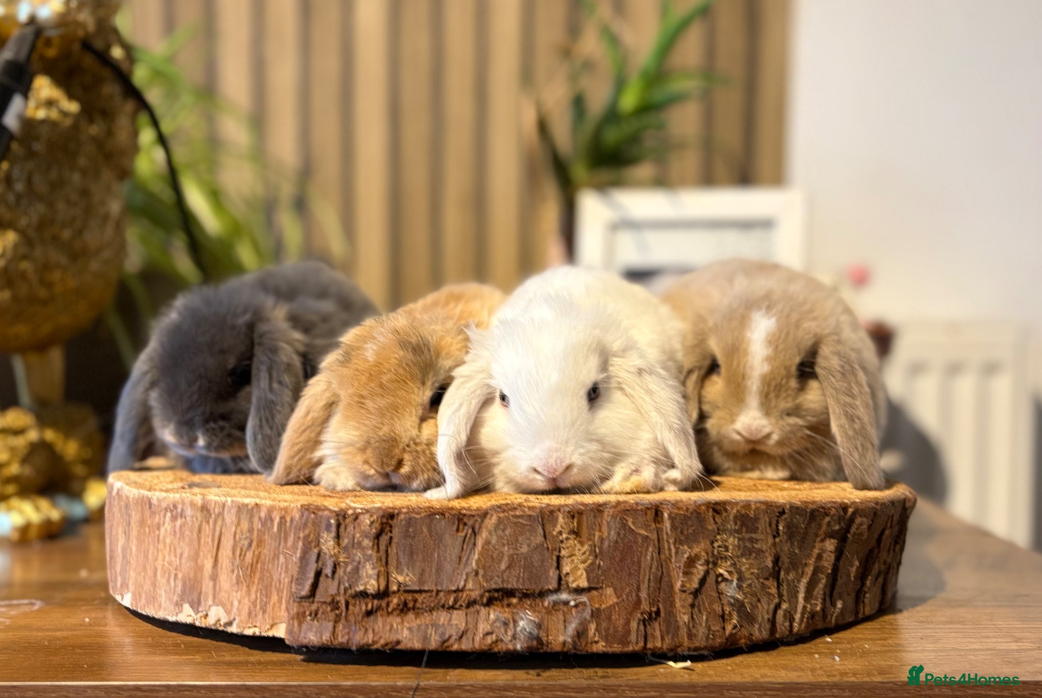 Mini Lop rabbits for sale: Mini Lop Girls looking for loving homes - Advert 2