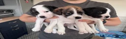 Mixed Breed dogs for sale: Labrador X Whippet Lurcher Puppies 🐶 - Advert 5