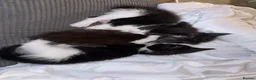 Mixed Breed cats for sale: Black and white kittens  - Advert 2