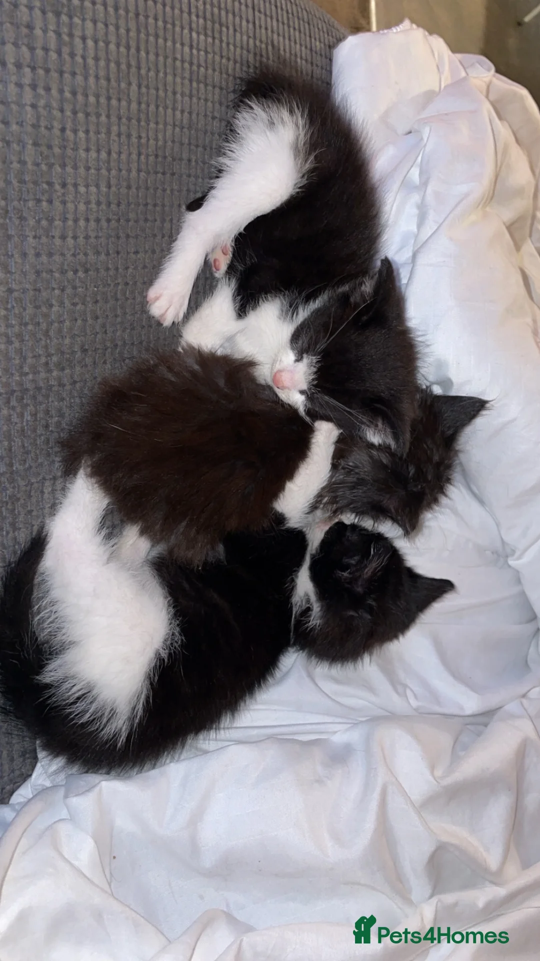 Mixed Breed cats for sale: Black and white kittens  - Advert 2
