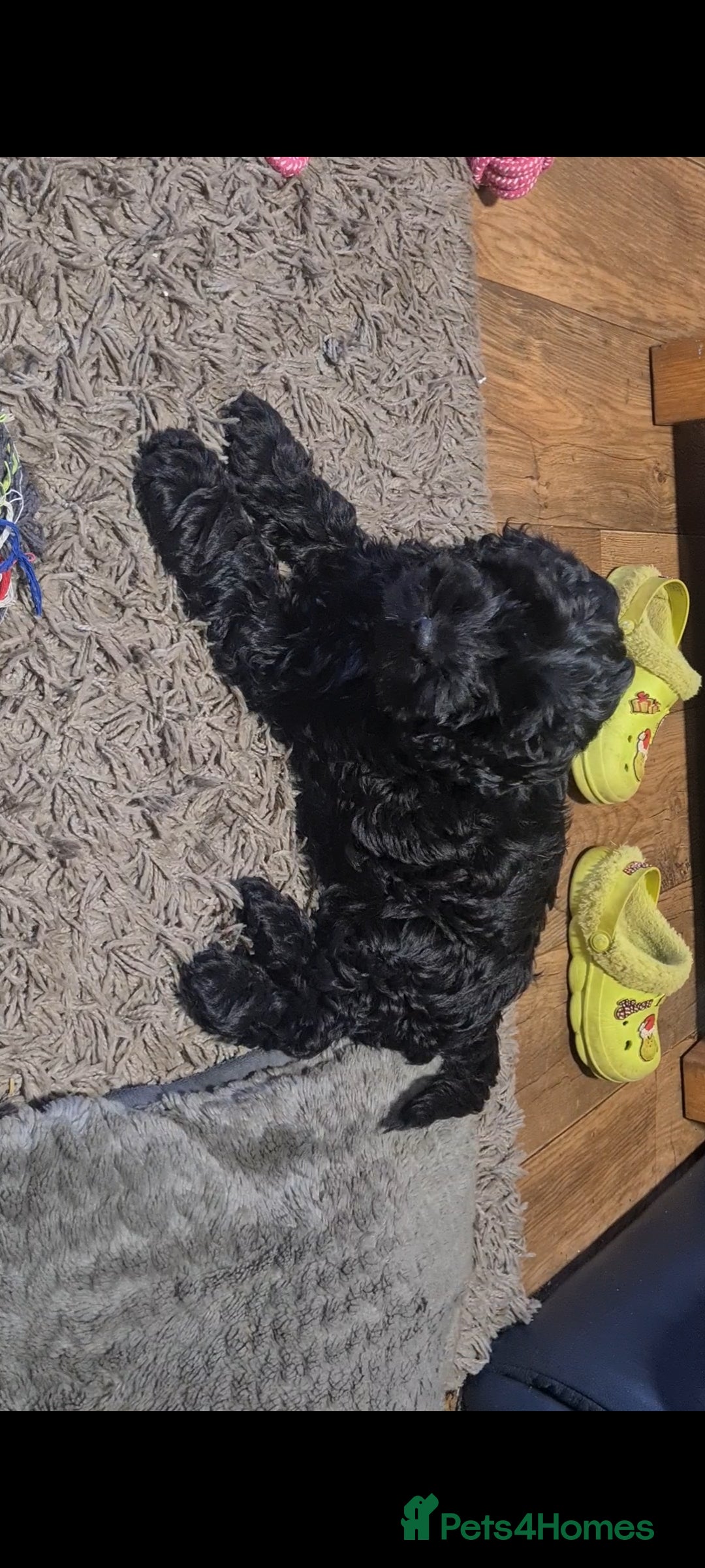 Cockapoo dogs for sale: Stunning F1 Cockapoo Girl  - Advert 3