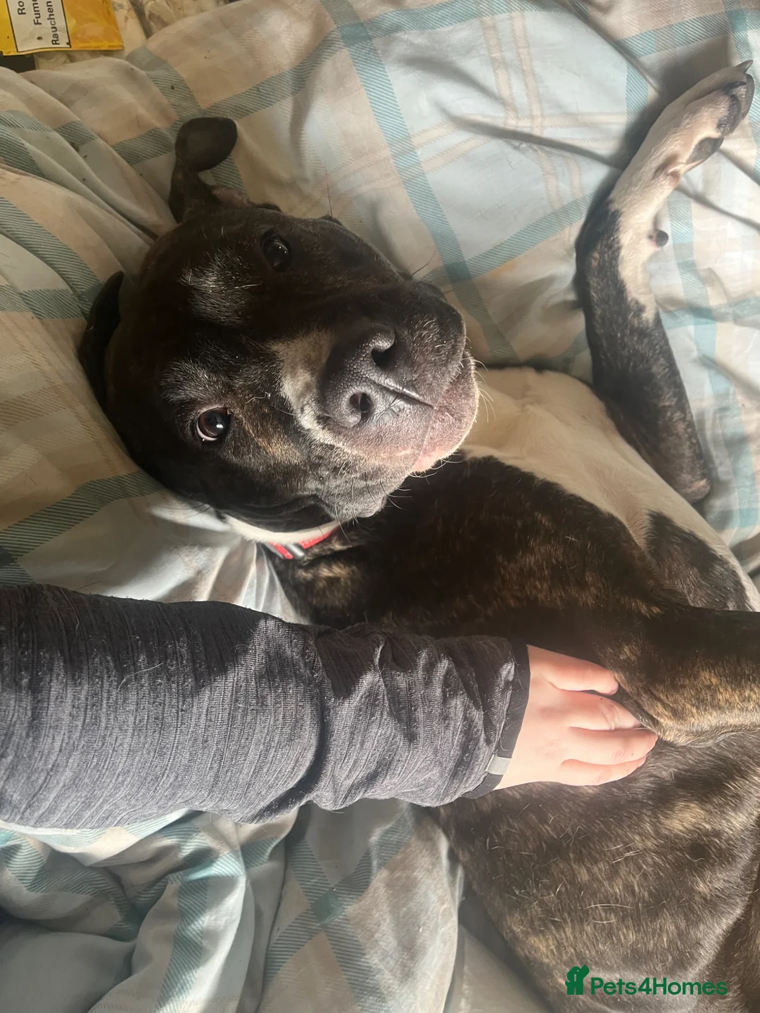 Mixed Breed dogs for sale: zola :) in Halifax - Advert 1